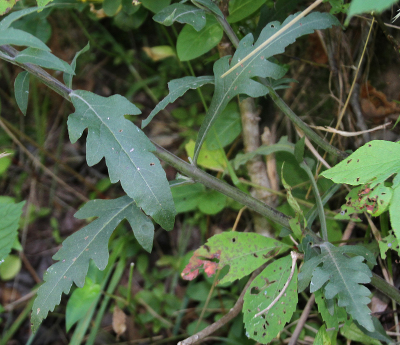Downy Yellow False Foxglove in Charles Co., Maryland (8/5/2013).